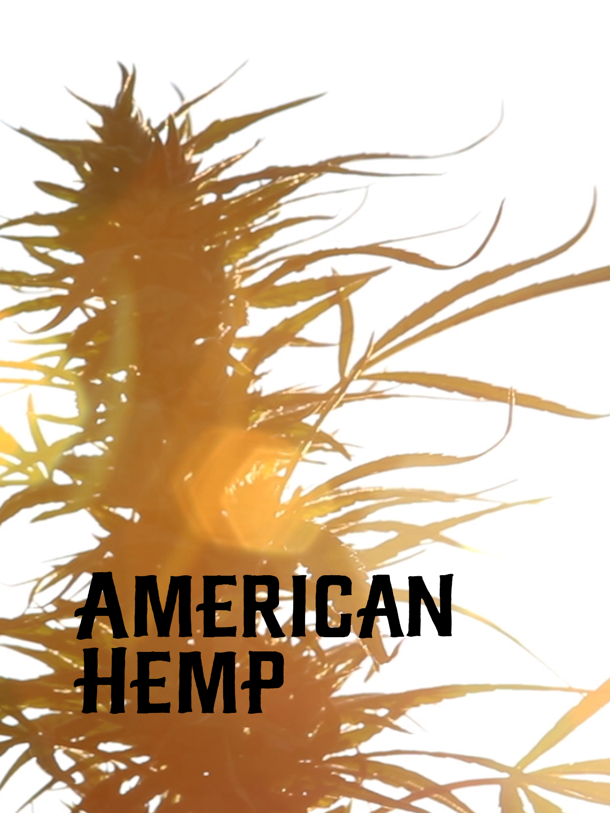     American Hemp
